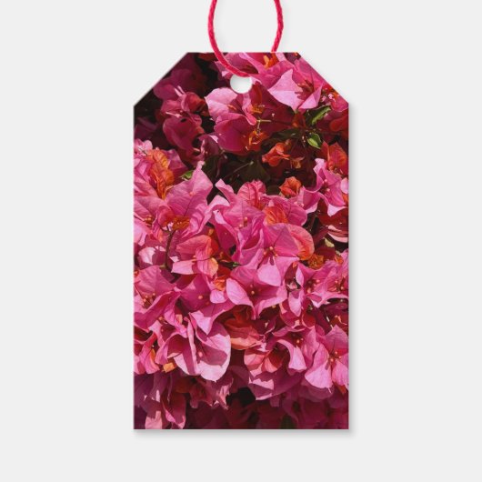 ブーゲンビリアのピンクの熱帯のバイニング低木の写真 ギフトタグ (正面)
