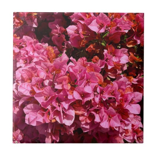 ブーゲンビリアのピンクの熱帯のバイニング低木の写真 タイル (正面)