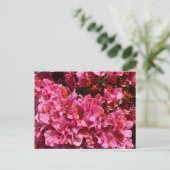 ブーゲンビリアのピンクの熱帯のバイニング低木の写真 ポストカード (スタンド正面)