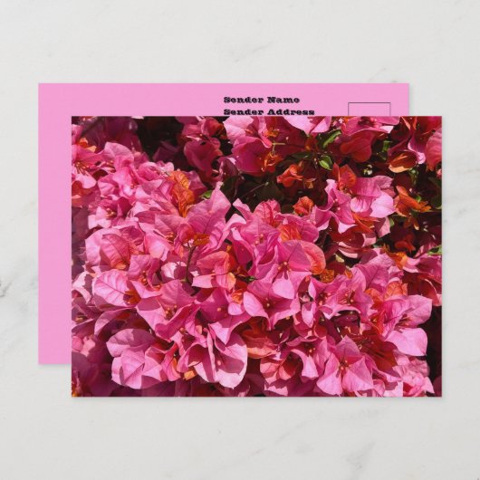 ブーゲンビリアのピンクの熱帯のバイニング低木の写真 ポストカード (正面/裏面)