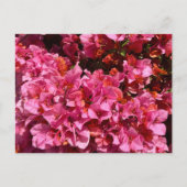 ブーゲンビリアのピンクの熱帯のバイニング低木の写真 ポストカード (正面)