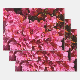 ブーゲンビリアのピンクの熱帯のバイニング低木の写真 ラッピングペーパーシート