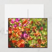 ブーゲンビリアの枝 ポストカード (正面/裏面)