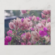 ブーゲンビリアの花