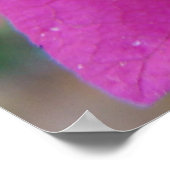 ブーゲンビリアの花 ポスター (角)