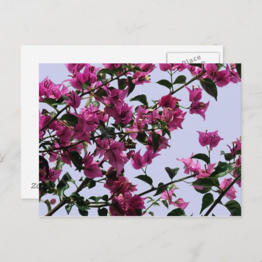 ブーゲンビリア枝はがき ポストカード (正面/裏面)