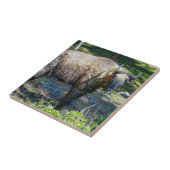 ブータンの国産動物タキン – ヒマラヤ,アジア タイル (側面)