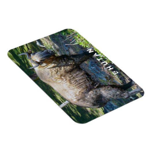 ブータンの国産動物タキン – ヒマラヤ，アジア マグネット (右側)