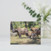 ブータン国産の動物タキン ポストカード (スタンド正面)