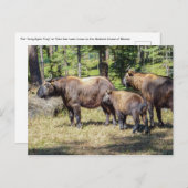 ブータン国産の動物タキン ポストカード (正面/裏面)