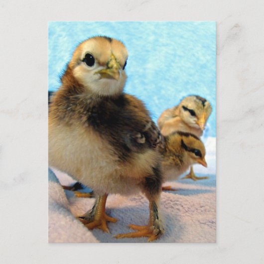 ブーツと友達、ひよこ ポストカード (正面)