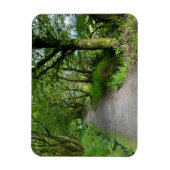 ブート・スコットランド島のウッドランドの歩道 マグネット (縦)