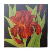 ブードゥーの炎の赤のアイリス タイル (正面)