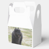 ブービエルズデフランダース フェイバーボックス (オープン)