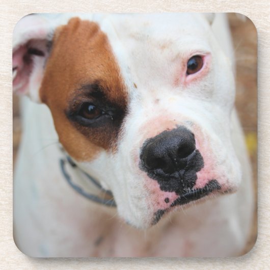 ブープ コースター (正面)