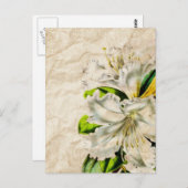 ブーメイフランスのアン植物芸術バタフライホワイトリイ ポストカード (正面/裏面)