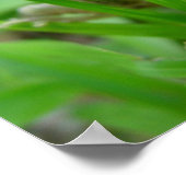 ブー・カエルのポスターを覗く ポスター (角)