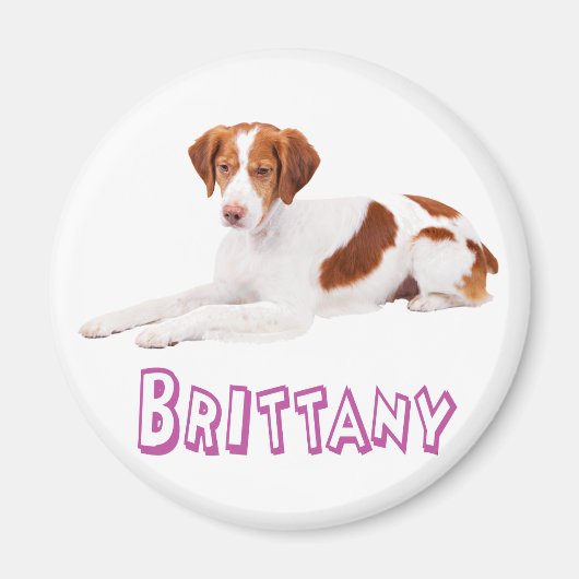 ブrittany スパニエル 子犬 マグネット (正面)