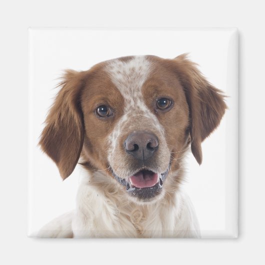 ブrittany スパニエル 子犬 愛 マグネット (正面)