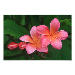 プアメリアトロピカルプルメリア フォトプリント