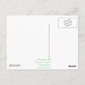 プエルトプリンセサ ポストカード (裏面)