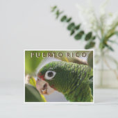 プエルトリカパロット ポストカード (スタンド正面)