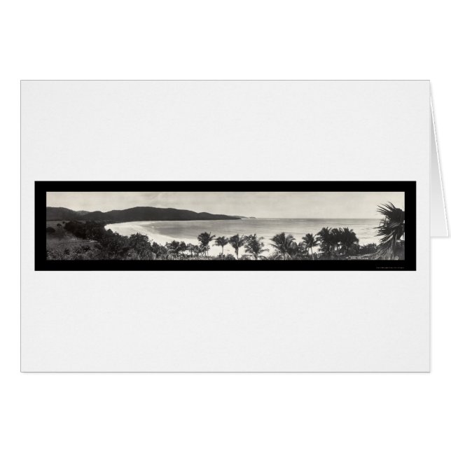 プエルトリコのフラミンゴの写真1914年 (正面横)