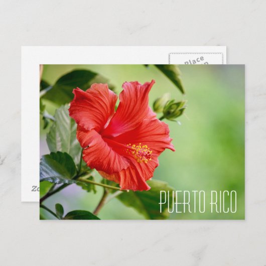 プエルトリコハイビスカス花はがき ポストカード (正面/裏面)
