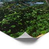 プエルトリコ、イスラヴェルデ、ヤシの木。 ポスター (角)