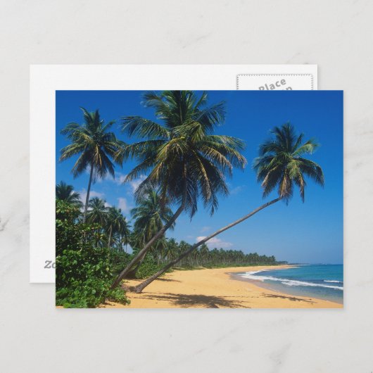 プエルトリコ、イスラヴェルデ、ヤシの木。 ポストカード (正面/裏面)