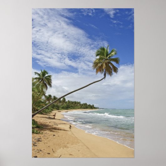プエルトリコ。トレパルミタスビーチプエルトリコ ポスター (正面)