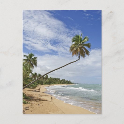 プエルトリコ。トレパルミタスビーチプエルトリコ ポストカード (正面)