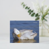 プキングダックが太陽のモナリザスマイルに微笑み ポストカード (スタンド正面)