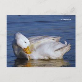 プキングダックが太陽のモナリザスマイルに微笑み ポストカード