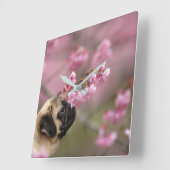 プグの匂いのさくらんぼの花 スクエア壁時計 (傾斜)