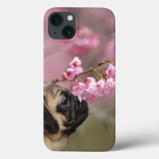 プグの匂いのさくらんぼの花 Case-Mate iPhoneケース (裏面)