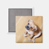 プグクロスカバリヤキングチャールズスパニエル犬 マグネット (正面/裏面)