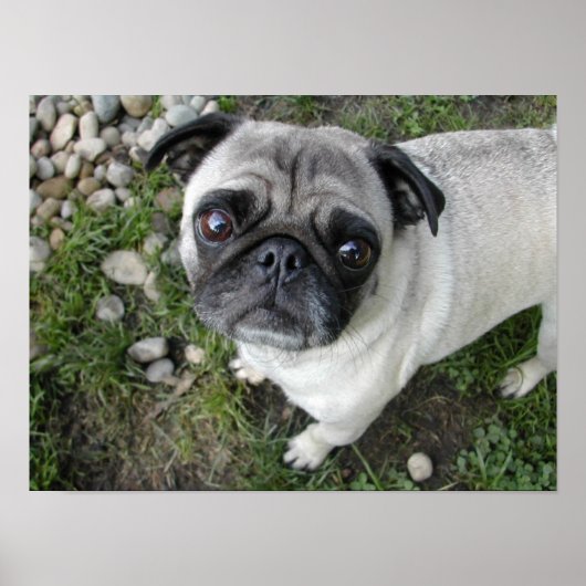 プグンピーブルプリント ポスター (正面)