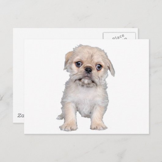 プグ図 ポストカード (正面/裏面)