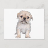 プグ図 ポストカード (正面)