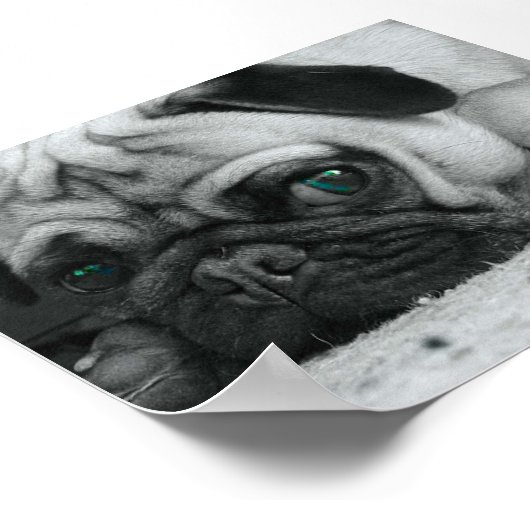 プグ"ブレナ" ポスター (角)