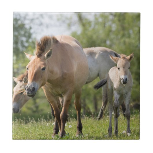プシェワルスキー馬と歩く子馬 タイル (正面)