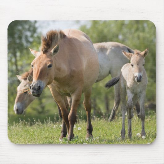 プシェワルスキー馬と歩く子馬 マウスパッド (正面)