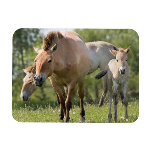 プシェワルスキー馬と歩く子馬 マグネット (横)