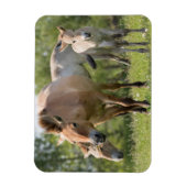 プシェワルスキー馬と歩く子馬 マグネット (縦)