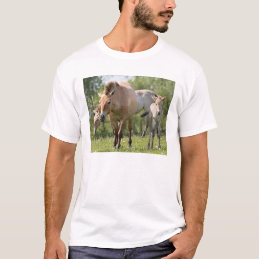 プシェワルスキー馬と歩く子馬 Tシャツ (正面)