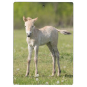 プシェヴァルスキー馬の子馬、ハンガリー クリップボード (裏面)