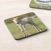 プシェヴァルスキー馬の子馬、ハンガリー コースター (左側)
