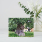 プジャ考えーの木 ポストカード (スタンド正面)