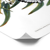 プソノタリー・ウォーブラージョン・ジェームス・アウドゥボン・バード ポスター (角)